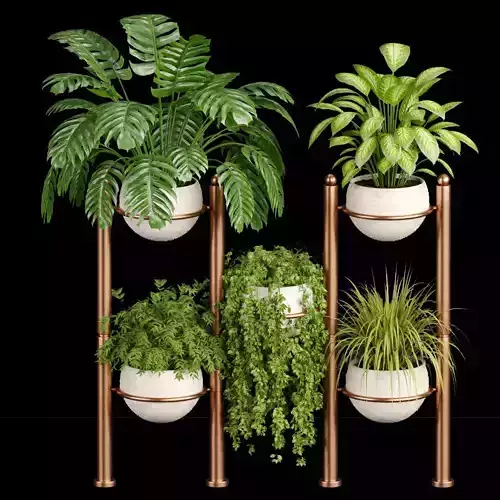 indoor plants collection vol 37