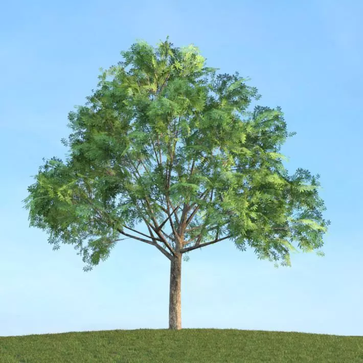 Aesculus Glabra Tree 3D model_0