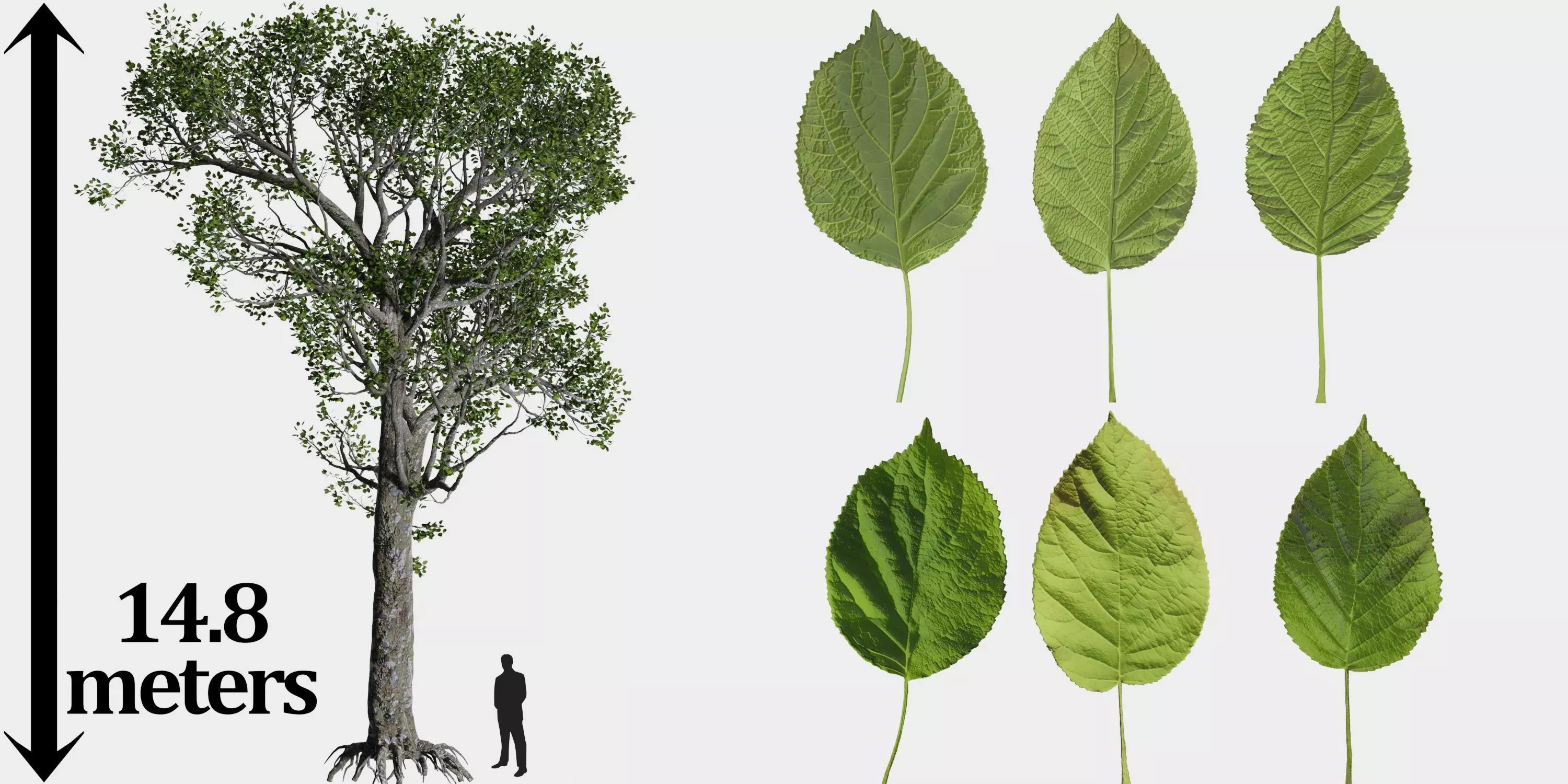 Aspen Tree Ver 0-1-9in1 3D model_0