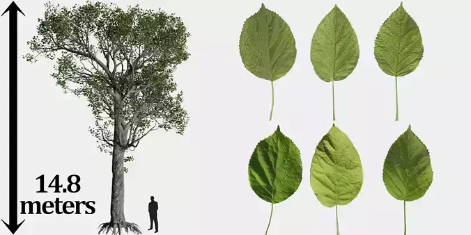 Aspen Tree Ver 0-1-9in1 3D model