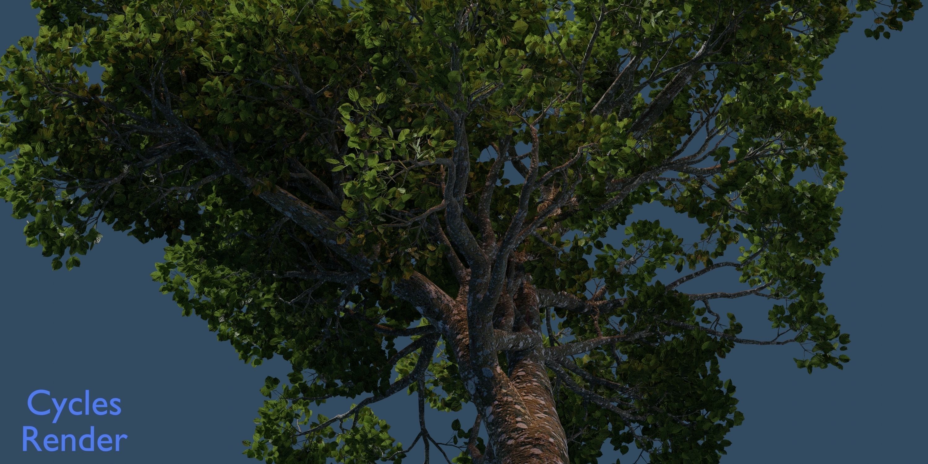 Aspen Tree Ver 0-1-9in1 3D model_9