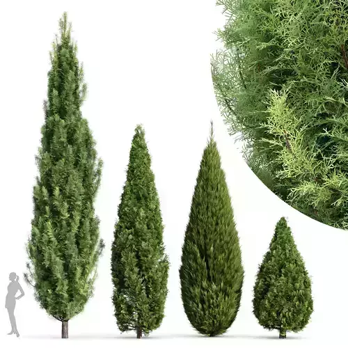 trees Rocky Mountain and chinensis Spartan Taylor 3D model