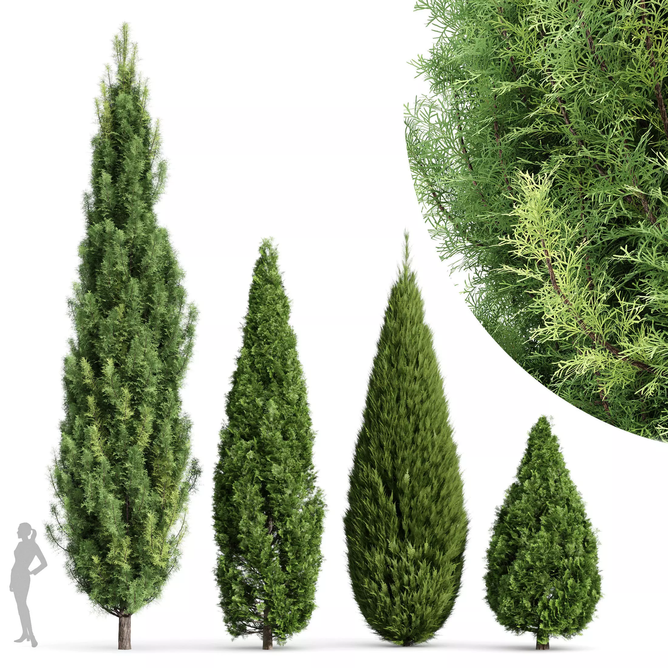 trees Rocky Mountain and chinensis Spartan Taylor 3D model_0