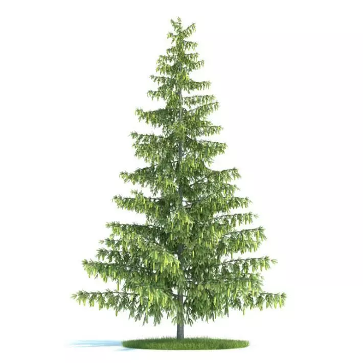 Green Leafy Pinus Tree 3D model_0
