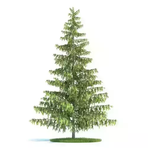 Green Leafy Pinus Tree