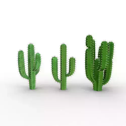Desert Cactus