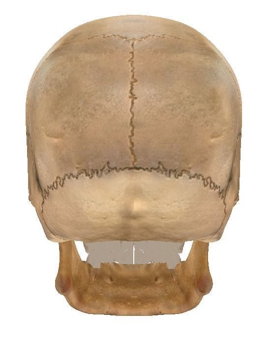  STL 3D Print  - Anatomical Skull  3D print model_3