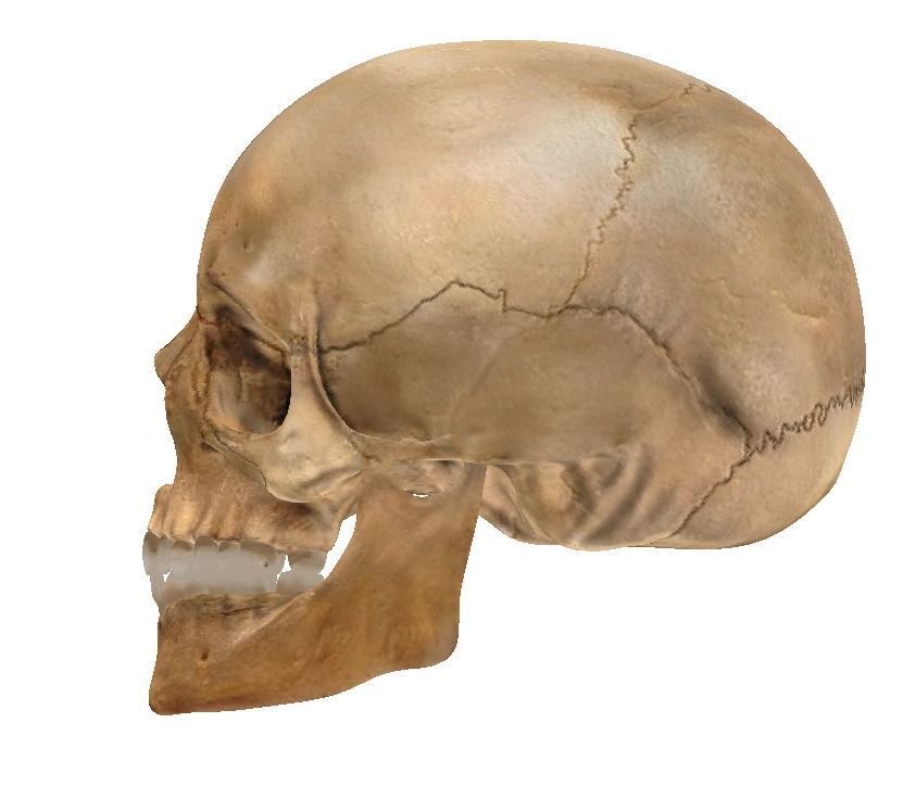  STL 3D Print  - Anatomical Skull  3D print model_1
