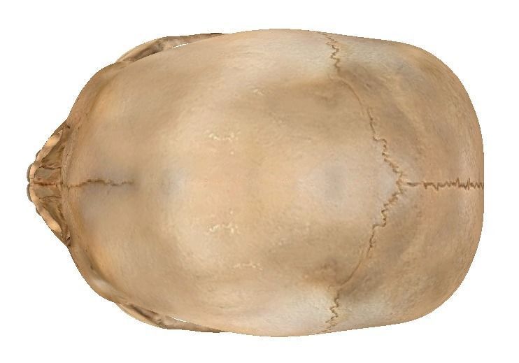  STL 3D Print  - Anatomical Skull  3D print model_2