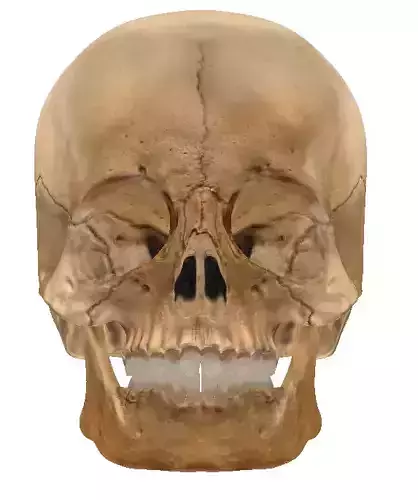  STL 3D Print  - Anatomical Skull  3D print model