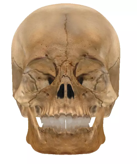  STL 3D Print  - Anatomical Skull  3D print model_0
