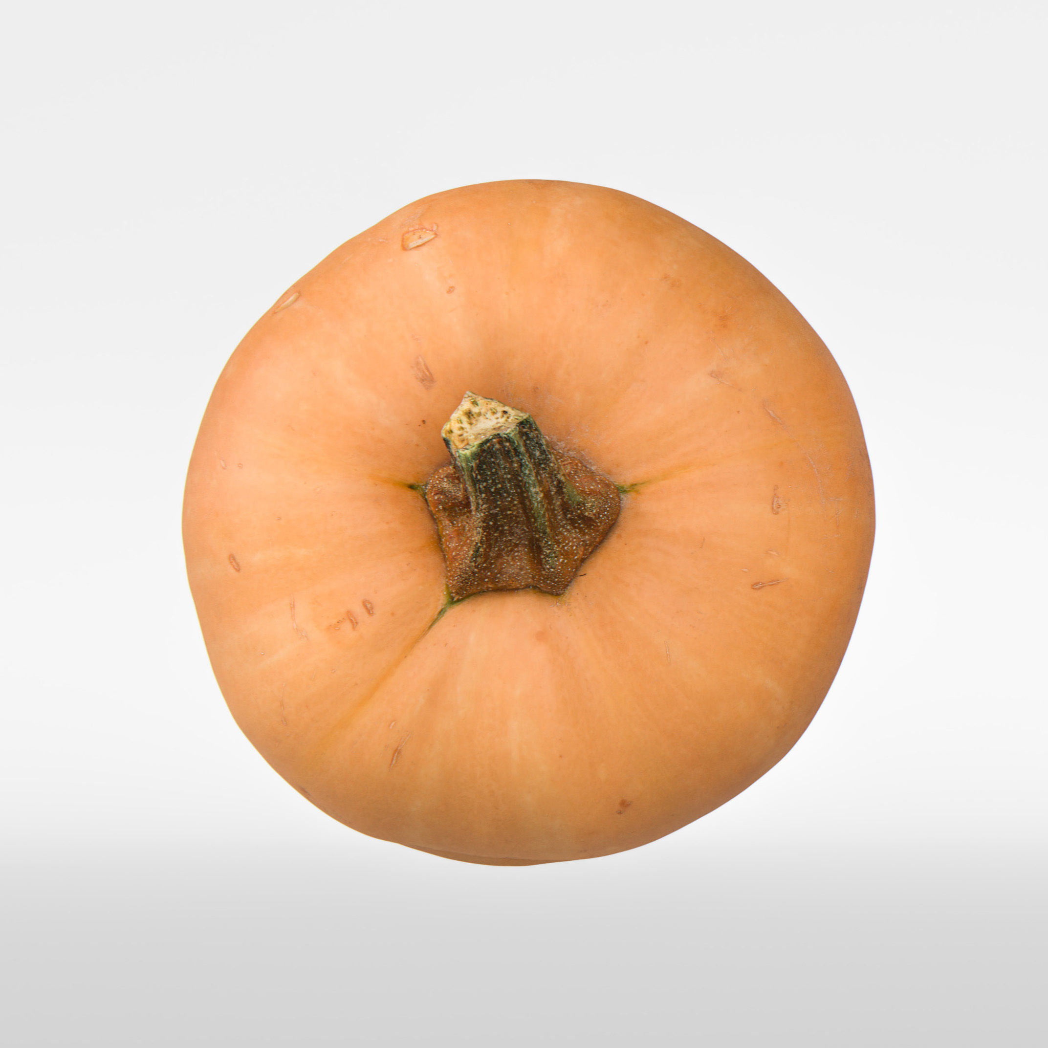 Squash 3D model_6