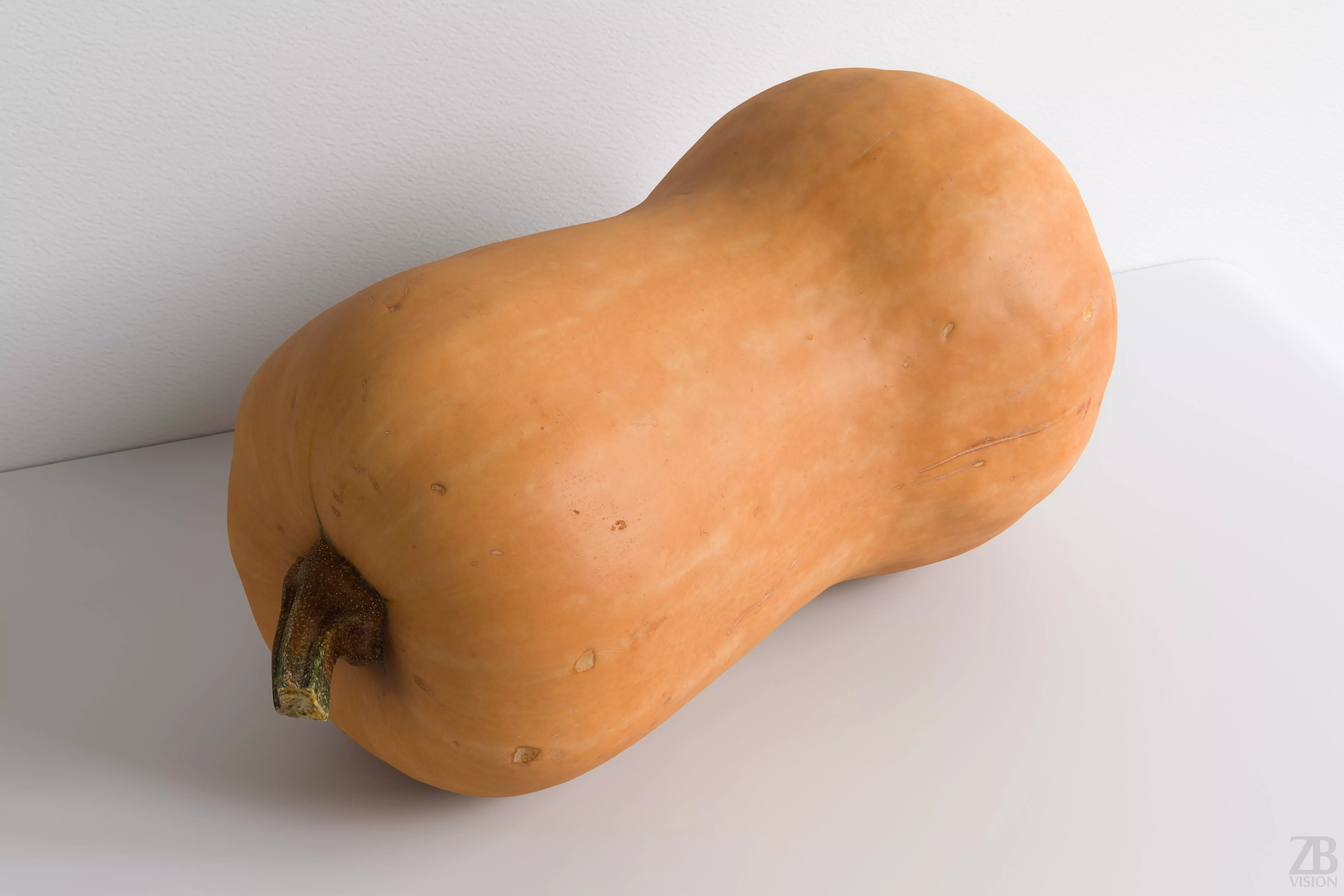 Squash 3D model_0