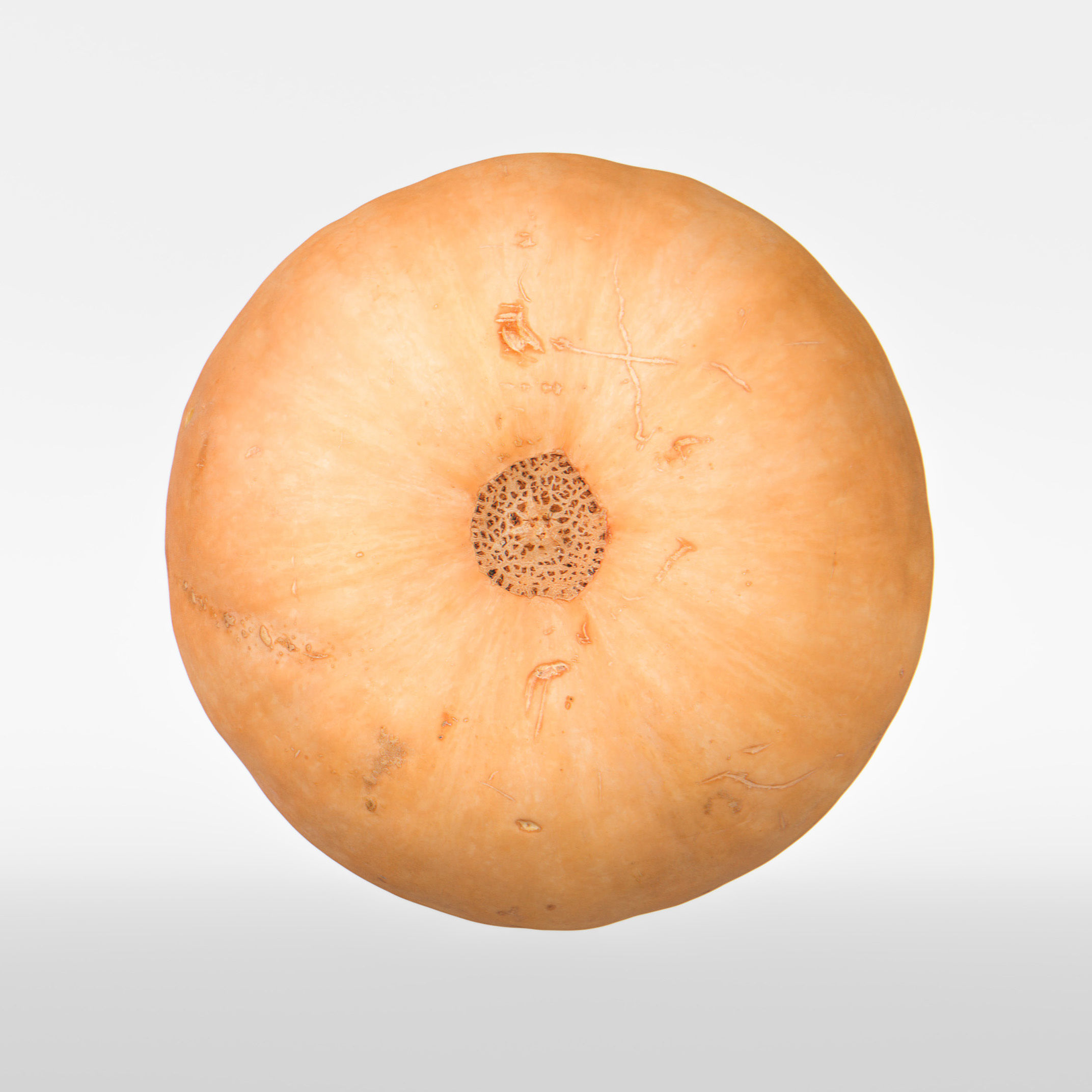 Squash 3D model_7