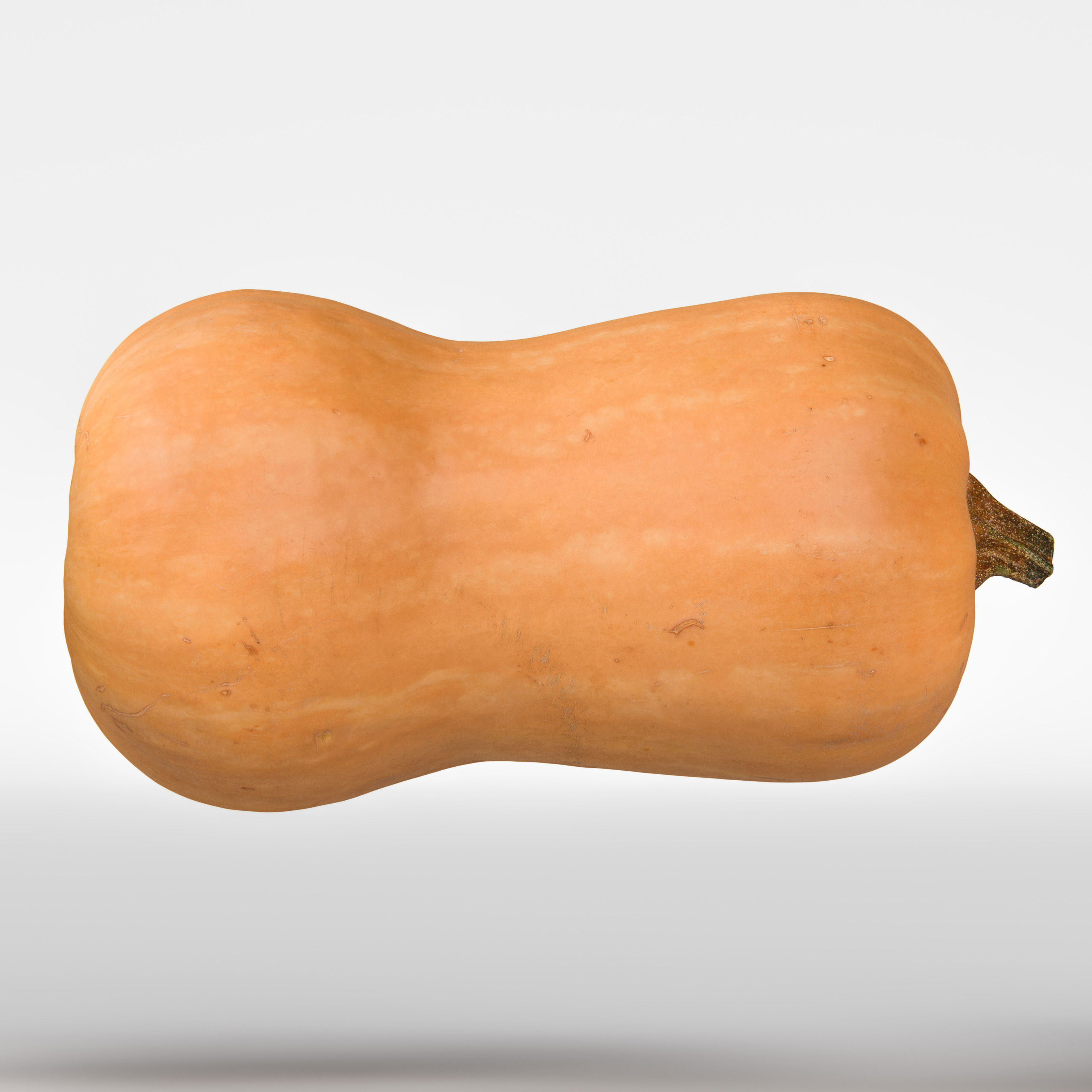 Squash 3D model_5