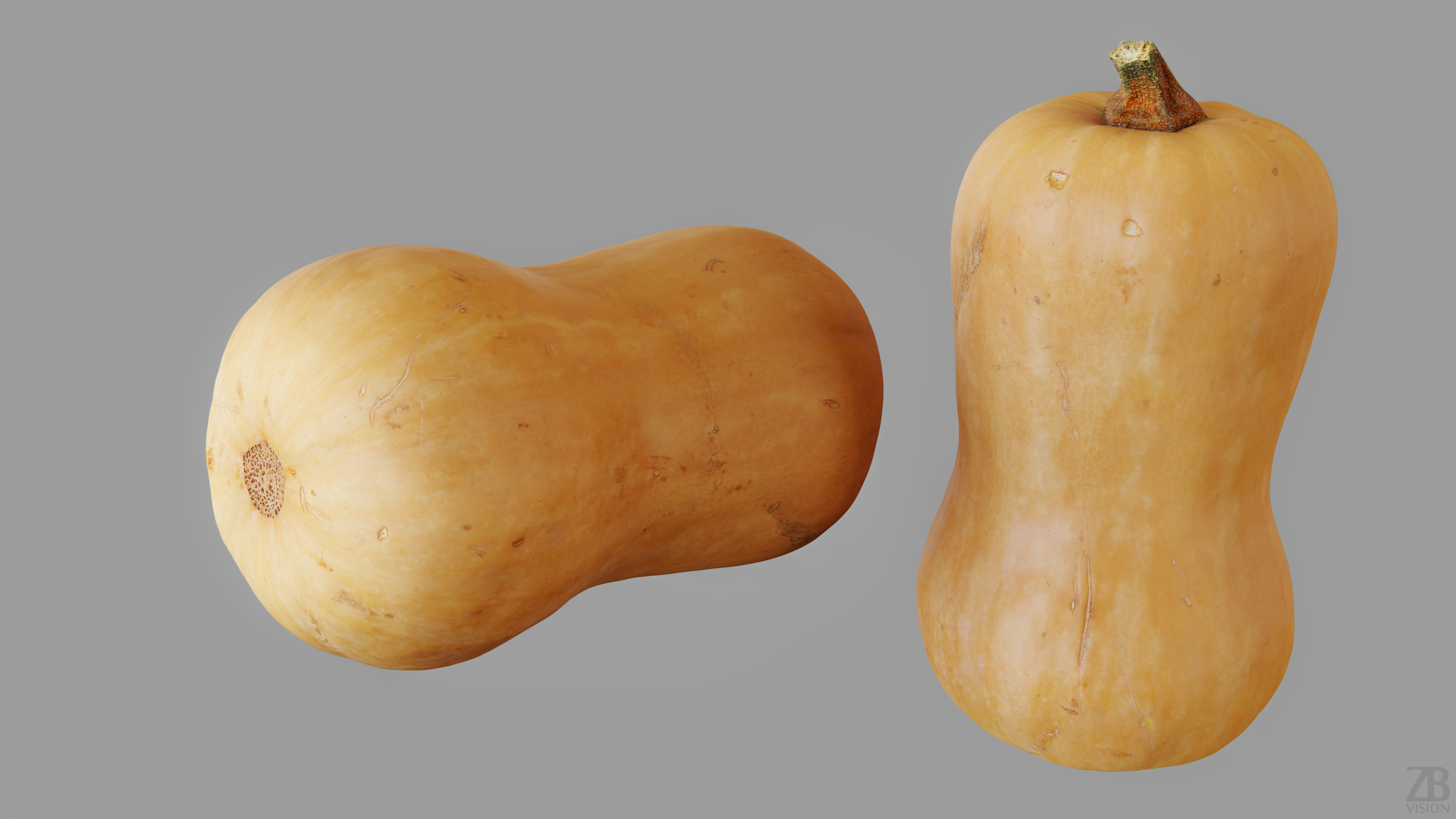 Squash 3D model_12