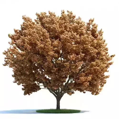 Large Autumn Tree