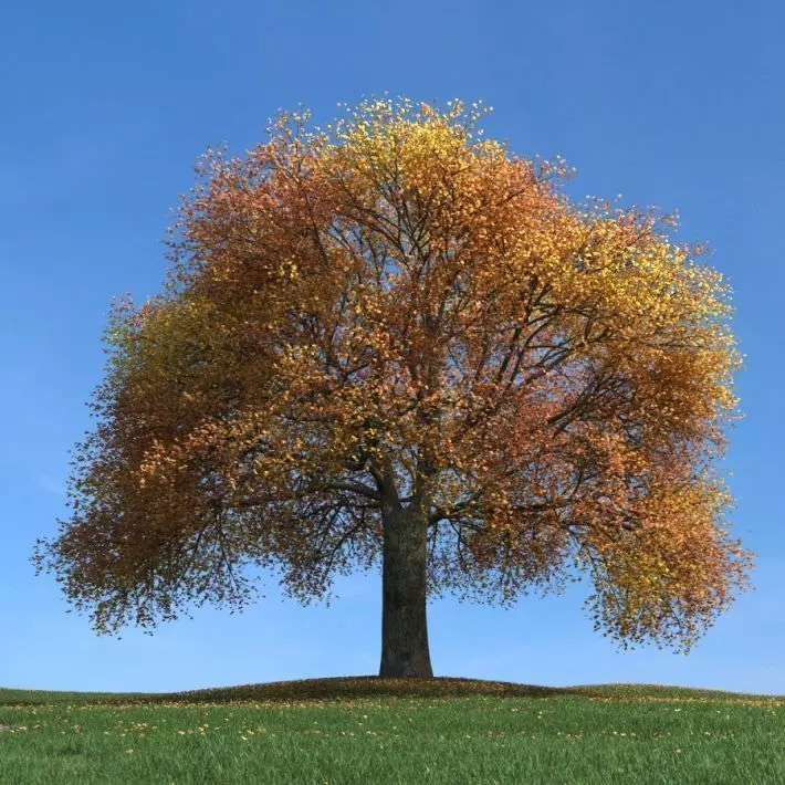 Large Fall Tree 3D model_0