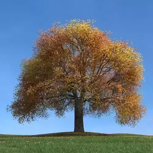 Large Fall Tree