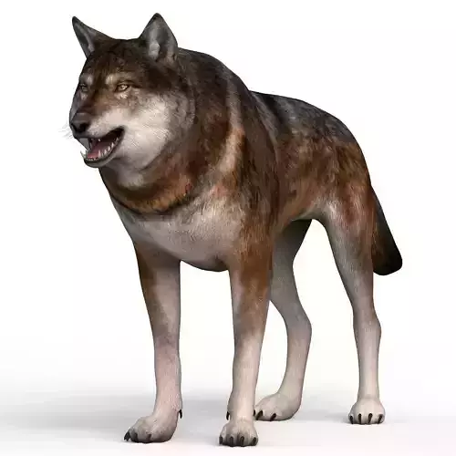 Realistic Wolf 3D model