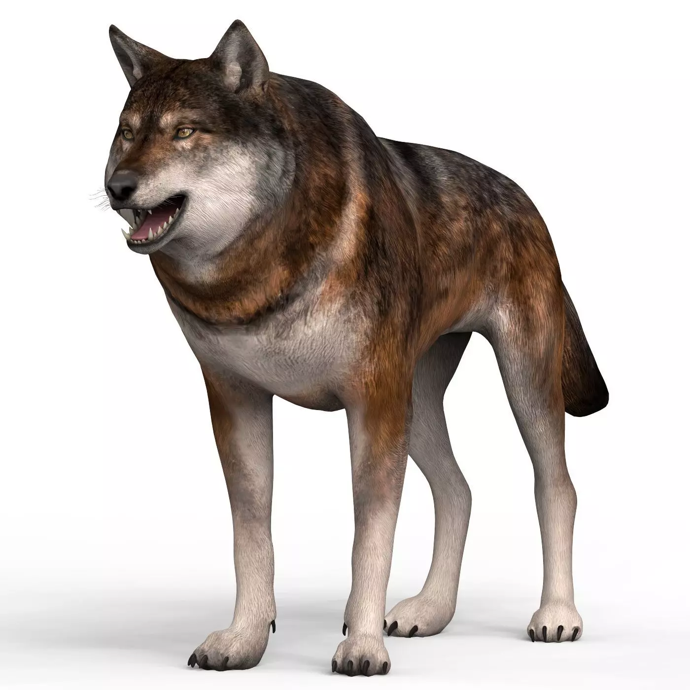 Realistic Wolf 3D model_0