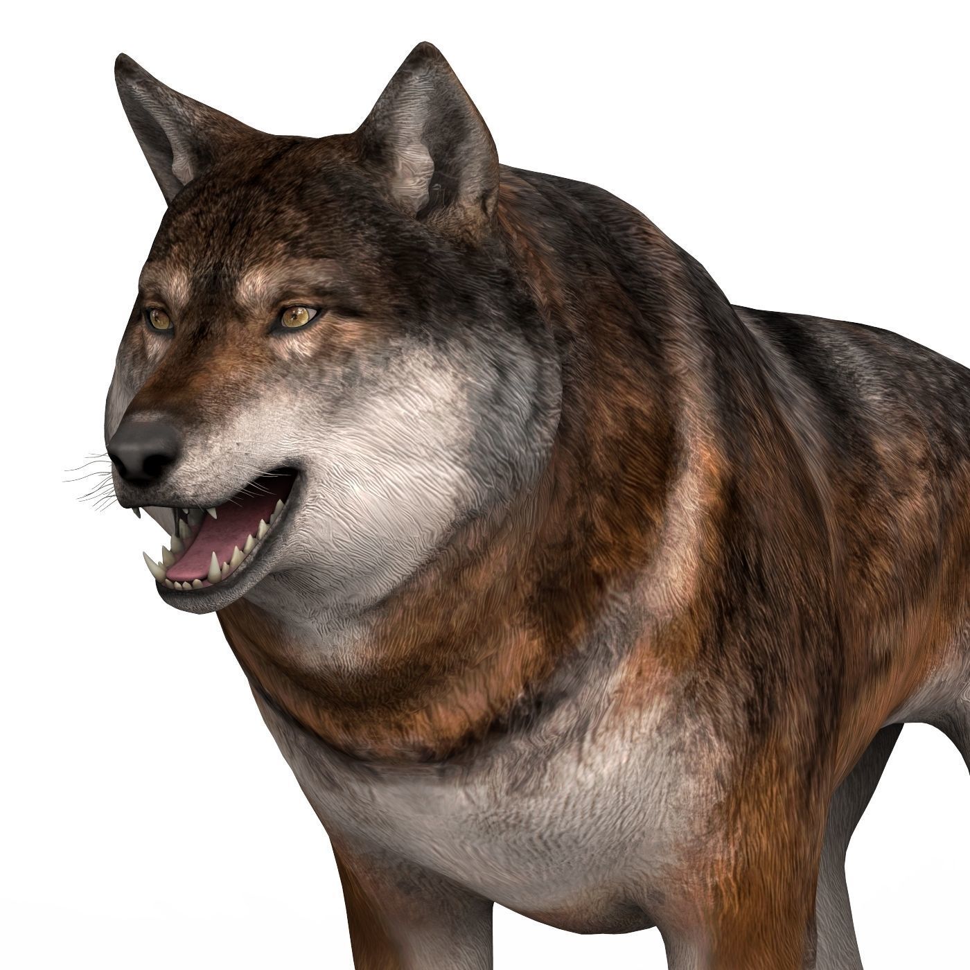 Realistic Wolf 3D model_2