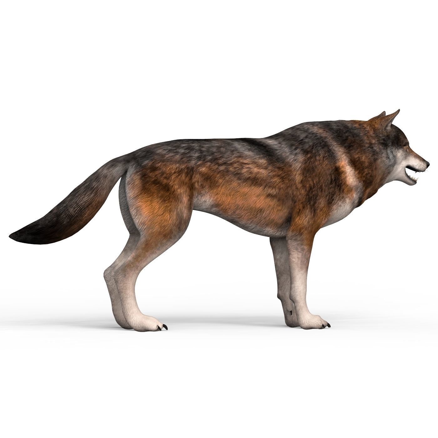 Realistic Wolf 3D model_6