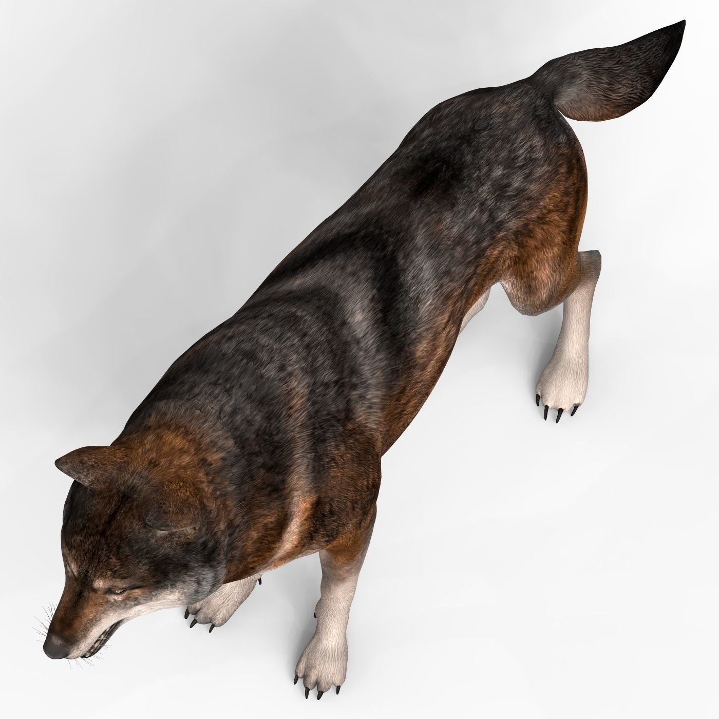Realistic Wolf 3D model_3