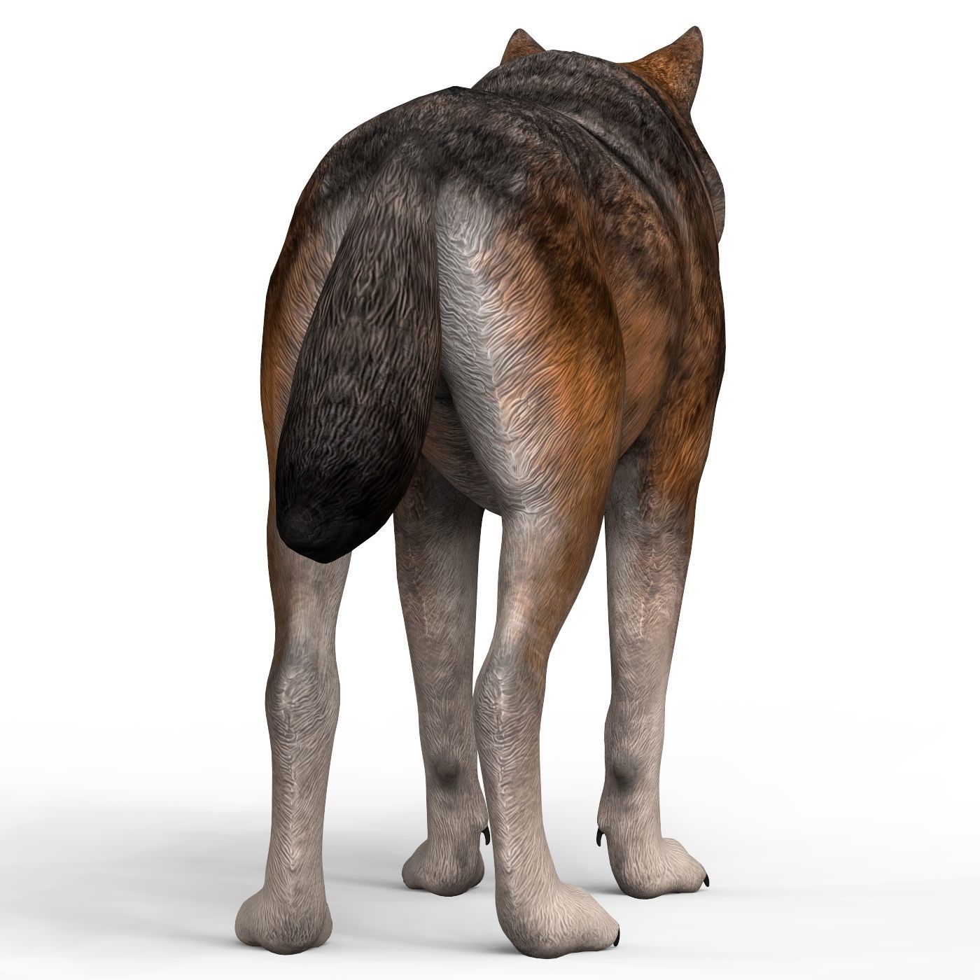 Realistic Wolf 3D model_4