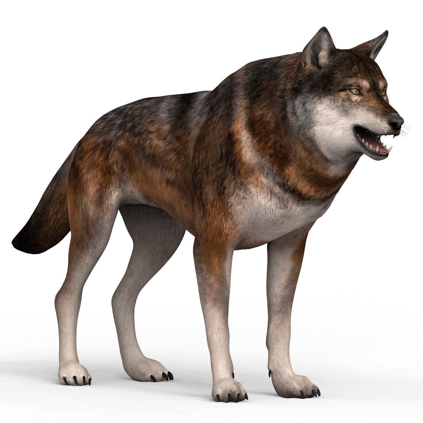 Realistic Wolf 3D model_5