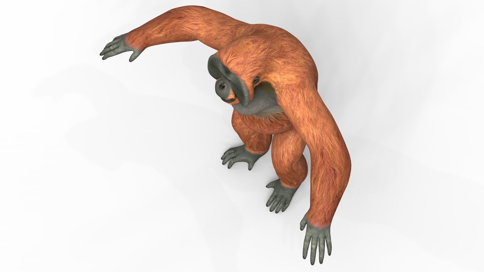 Orangutan Low-poly 3D model_2