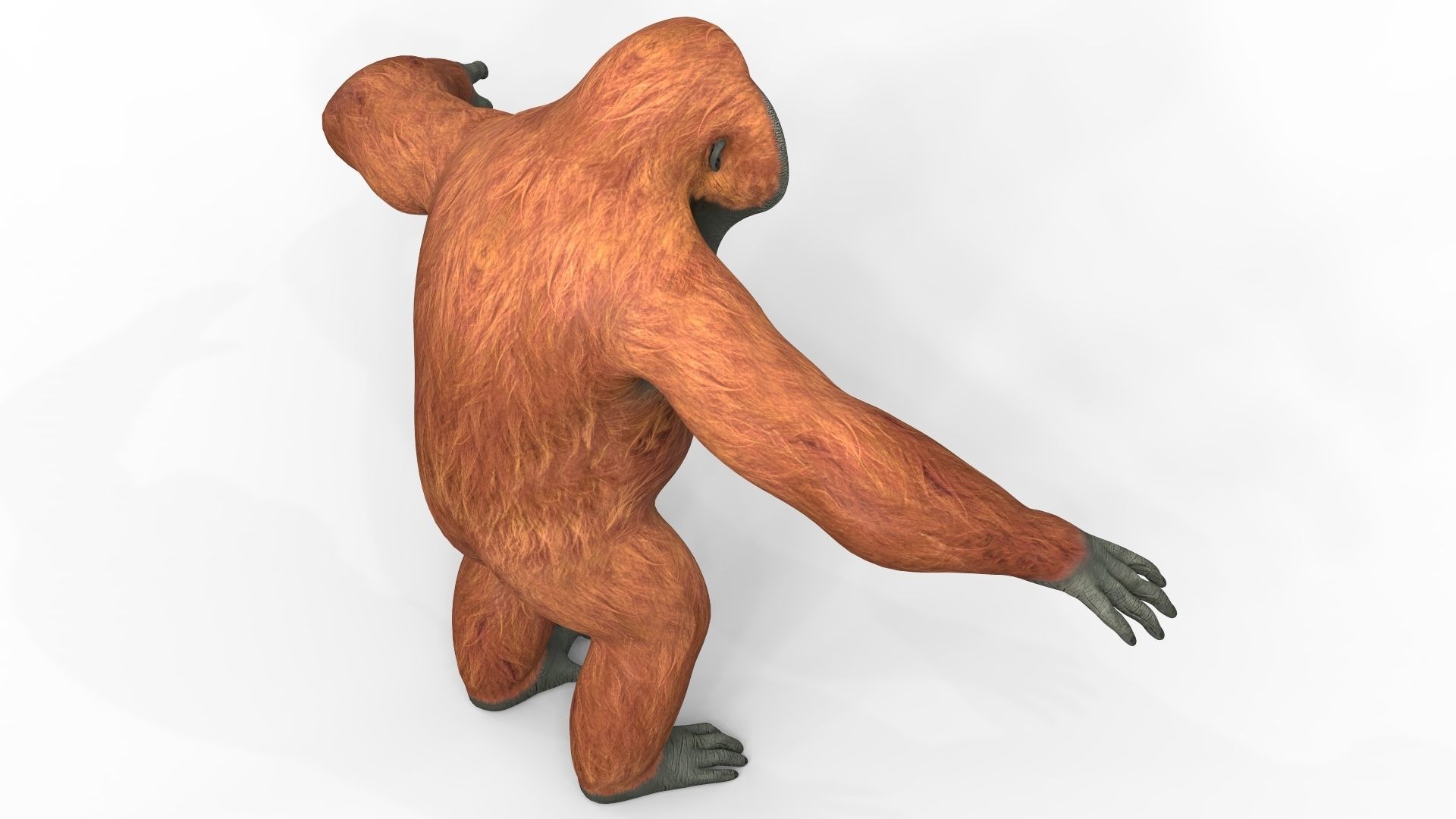 Orangutan Low-poly 3D model_3