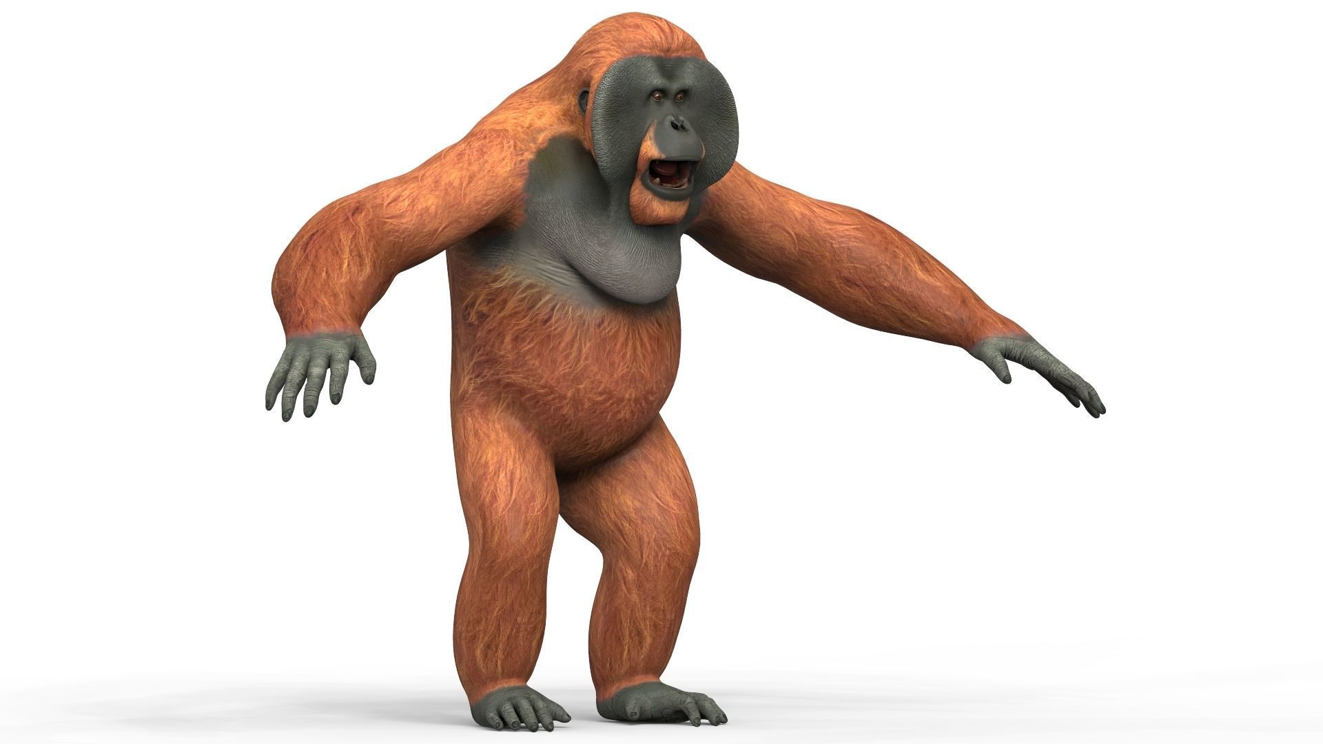 Orangutan Low-poly 3D model_4