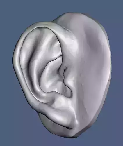 No16   Natural human ear anatomy model with surface texture 