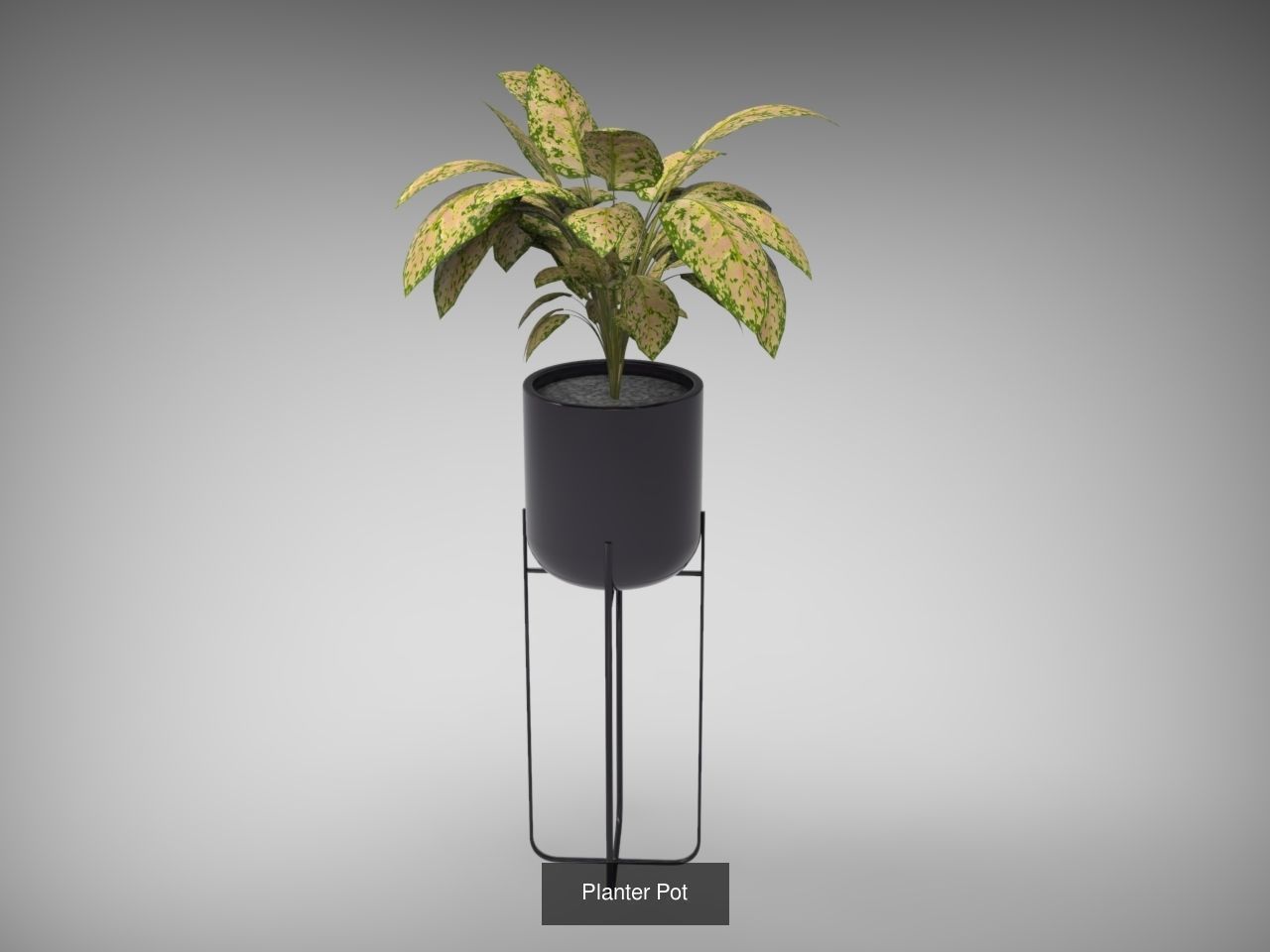 Planter Collection plant in pot _3