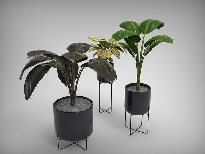 Planter Collection plant in pot 