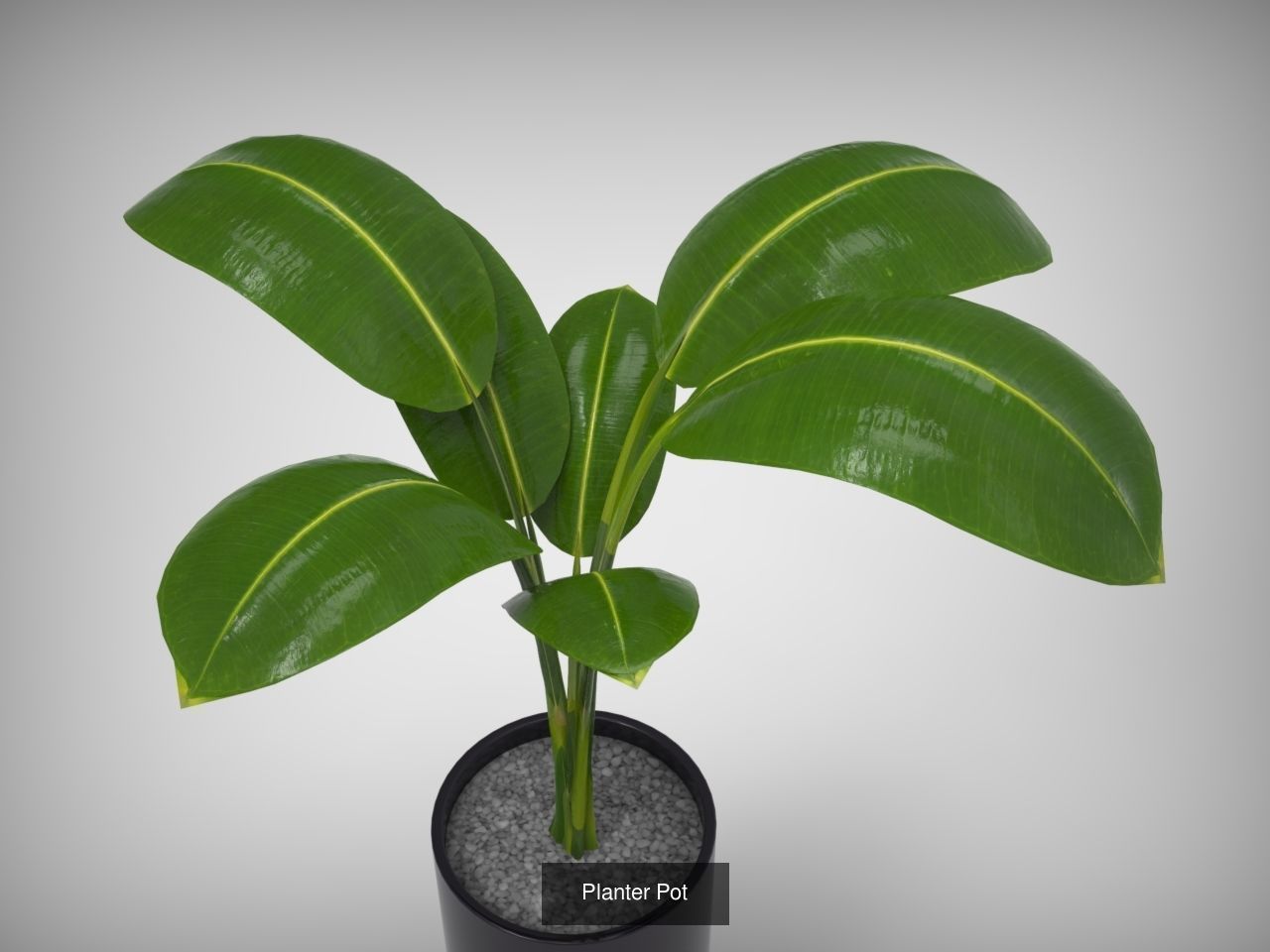 Planter Collection plant in pot _4