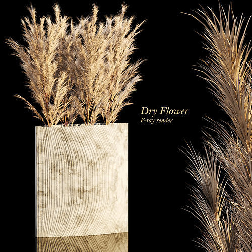 Dry Flowers PAMPAS GRASS 004 3D model