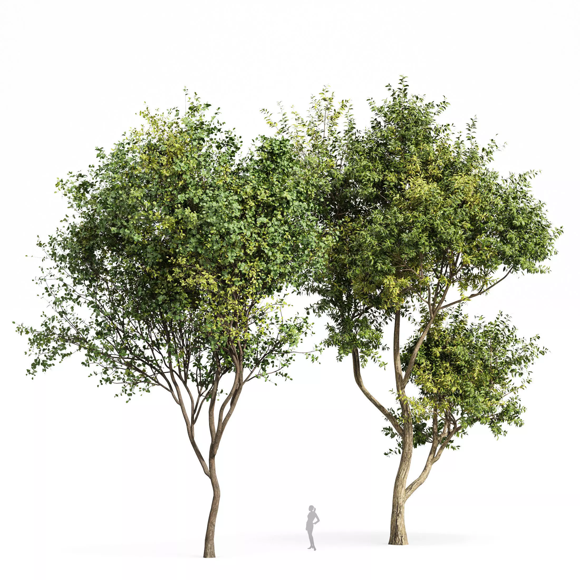 Beautiful 2Trees Bush Leaf and Eucalyptus 3D model_0