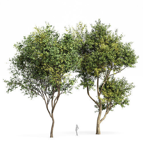Beautiful 2Trees Bush Leaf and Eucalyptus 3D model