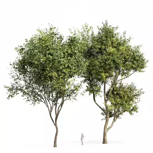 Beautiful 2Trees Bush Leaf and Eucalyptus 3D model