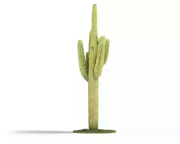 Tall Desert Cactus 3D model