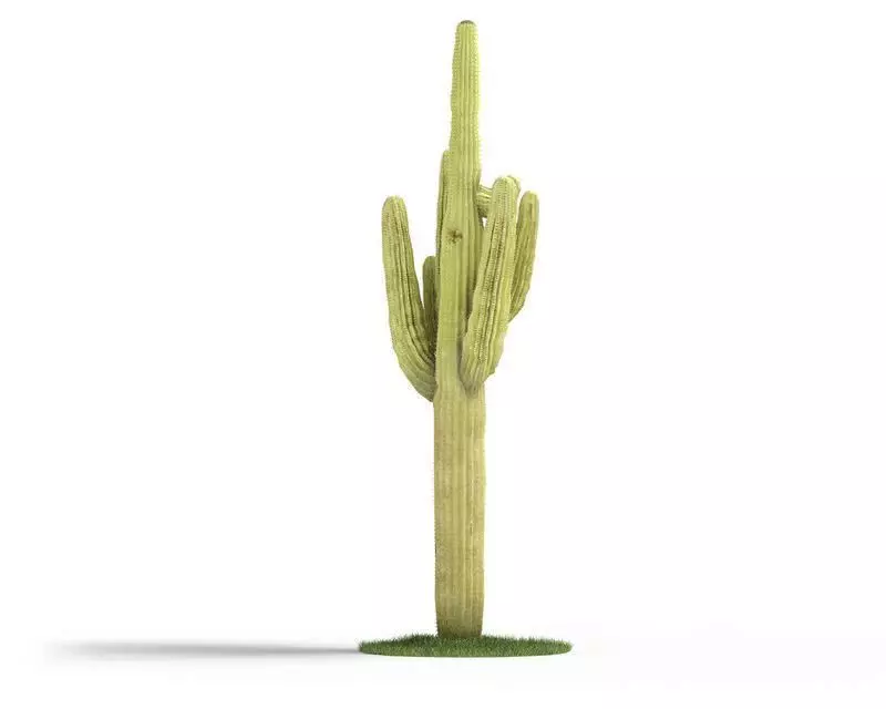 Tall Desert Cactus 3D model_0