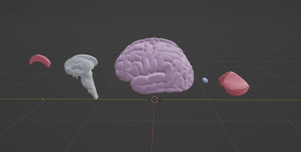 Human Brain Low-poly 3D model_6