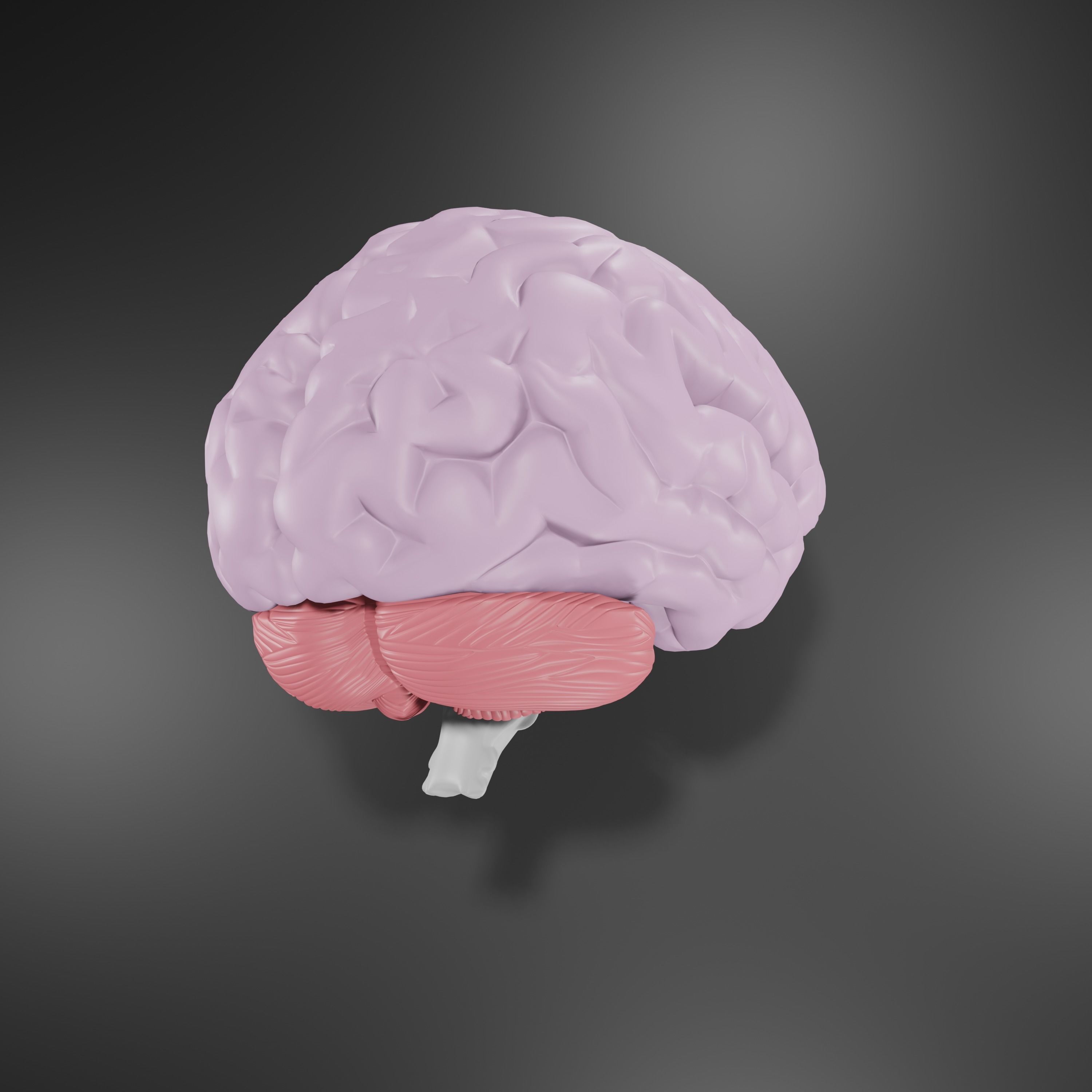 Human Brain Low-poly 3D model_2