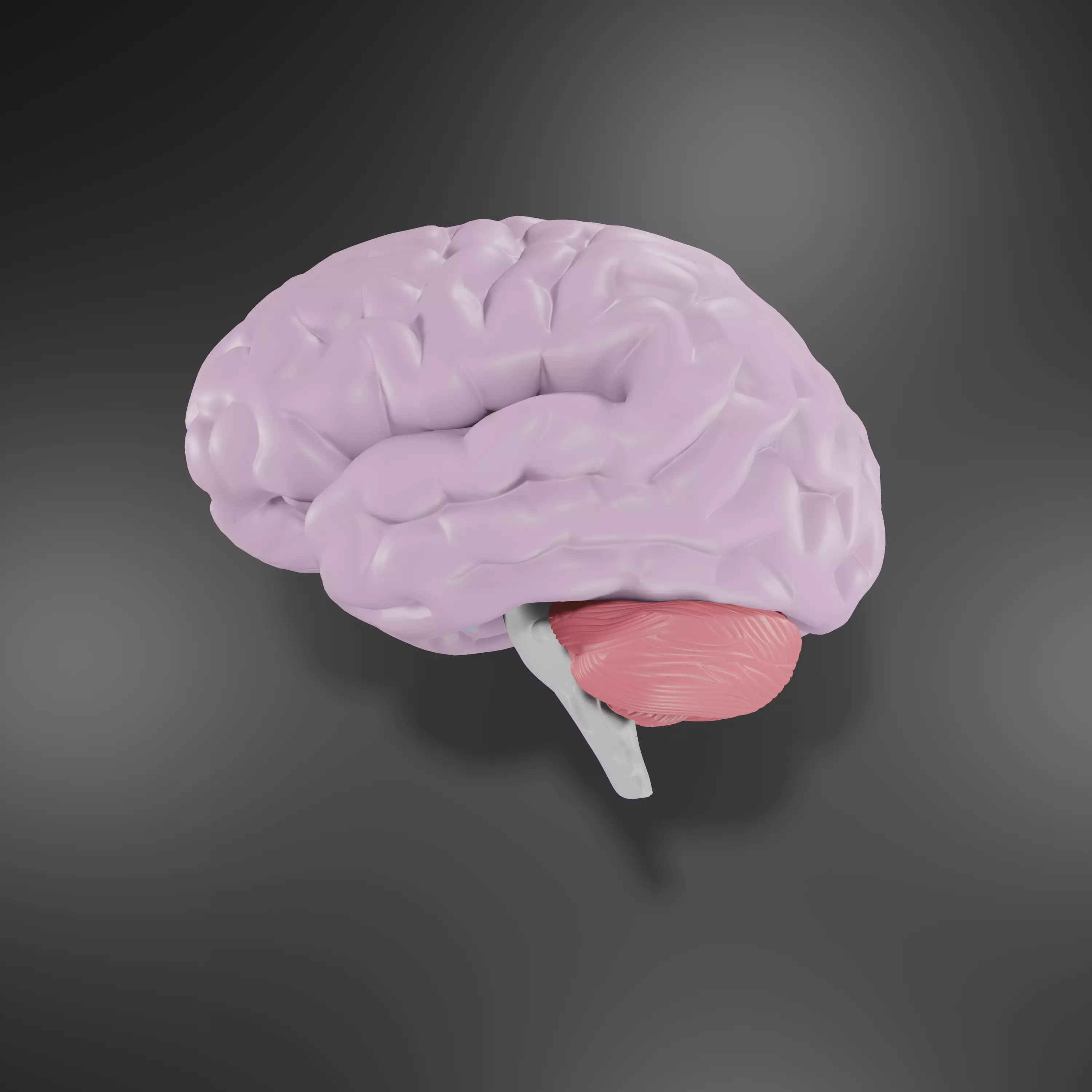 Human Brain Low-poly 3D model_0