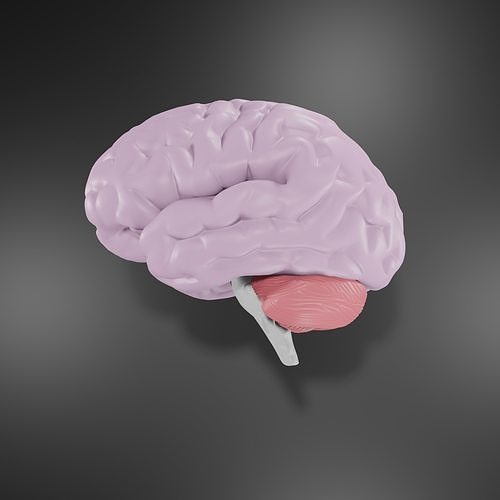 Human Brain Low-poly 3D model