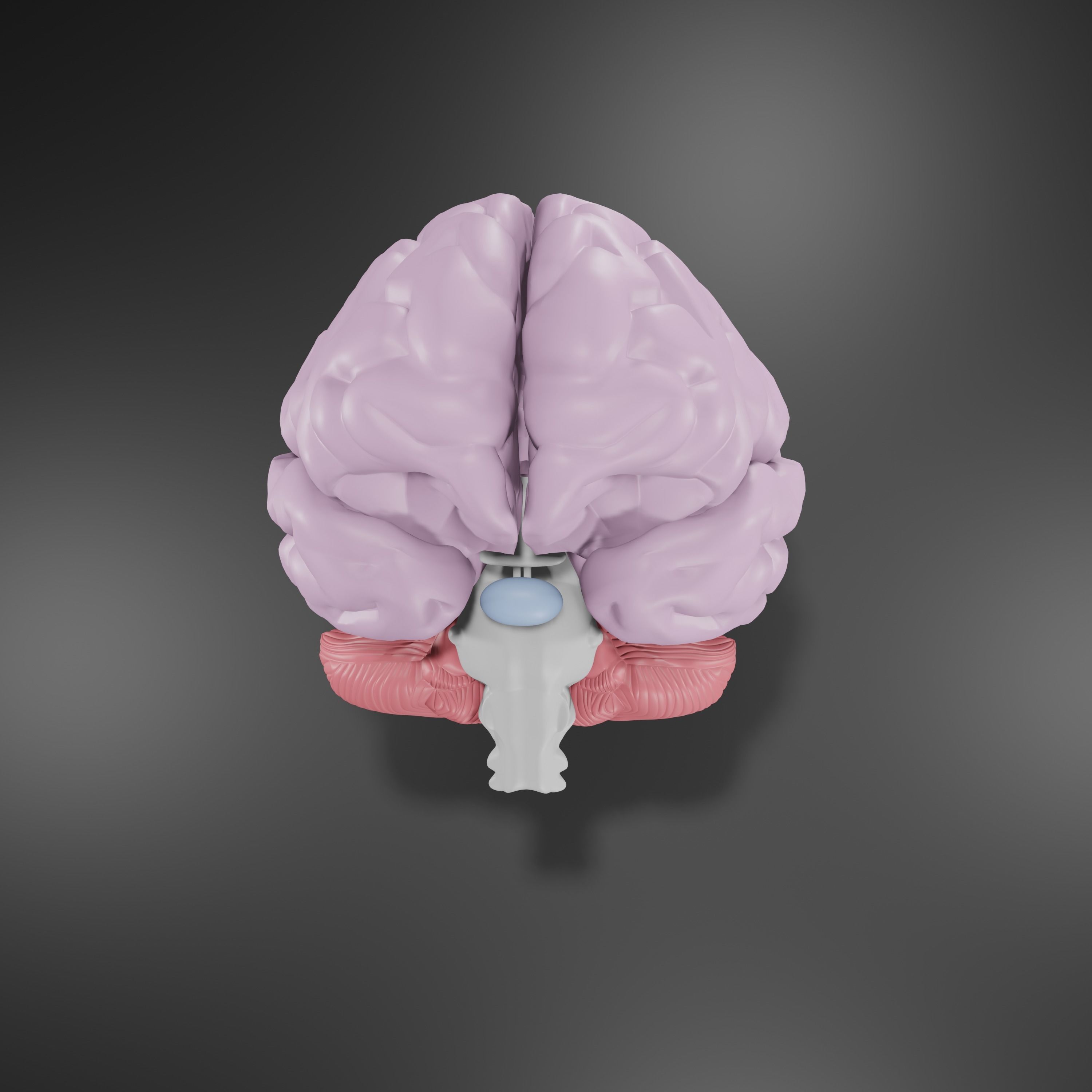 Human Brain Low-poly 3D model_1