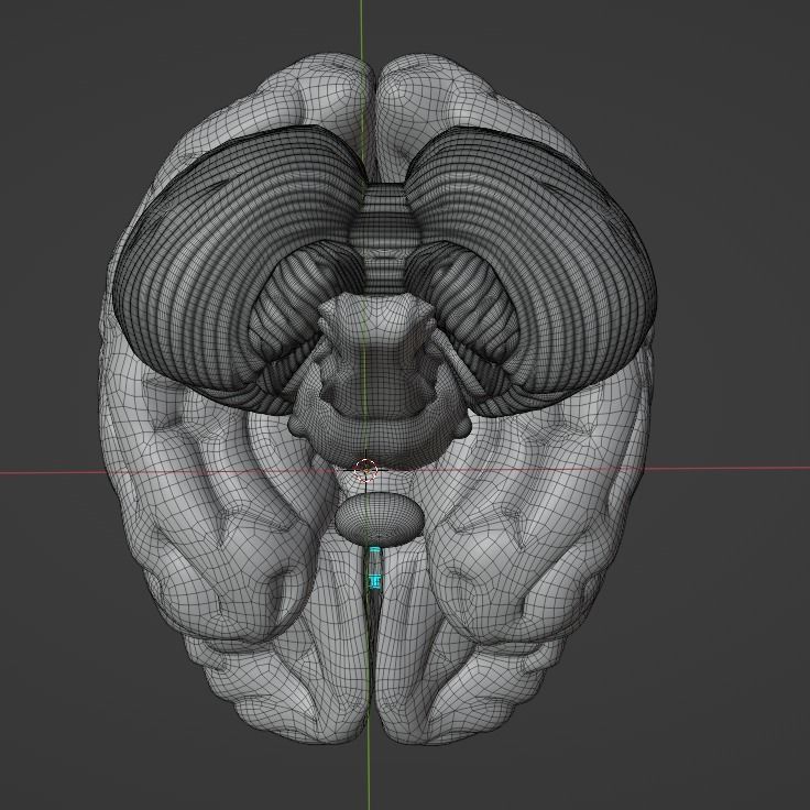 Human Brain Low-poly 3D model_4
