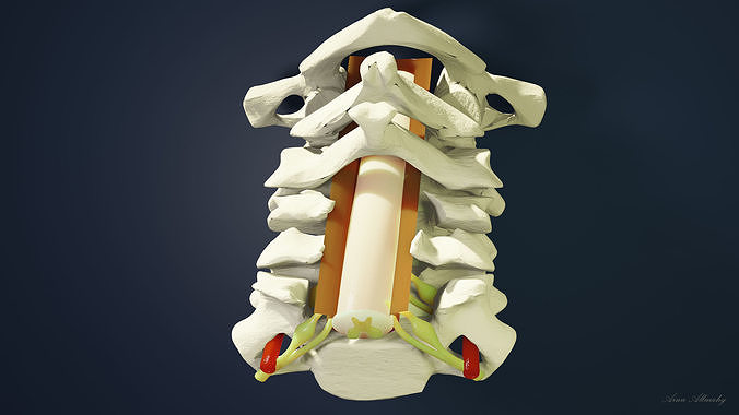 spinal cord C1-C6 3D model